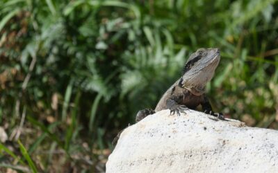 Australian Reptile Park